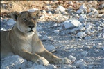 Female lion in Namibia